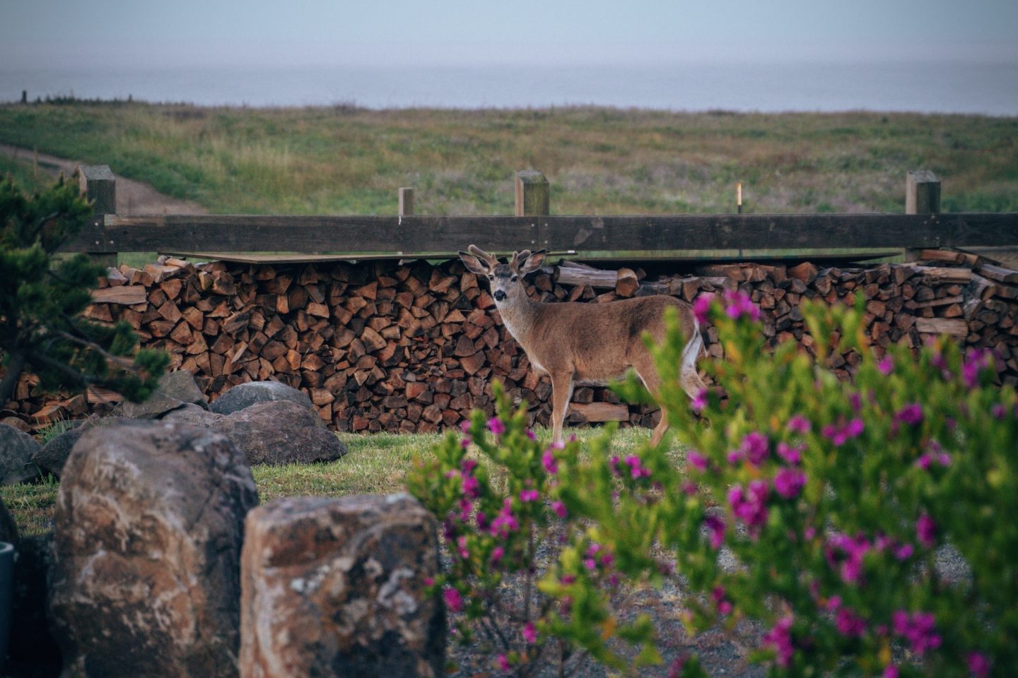 On-property deer - The Inn at Newport Ranch, Fort Bragg