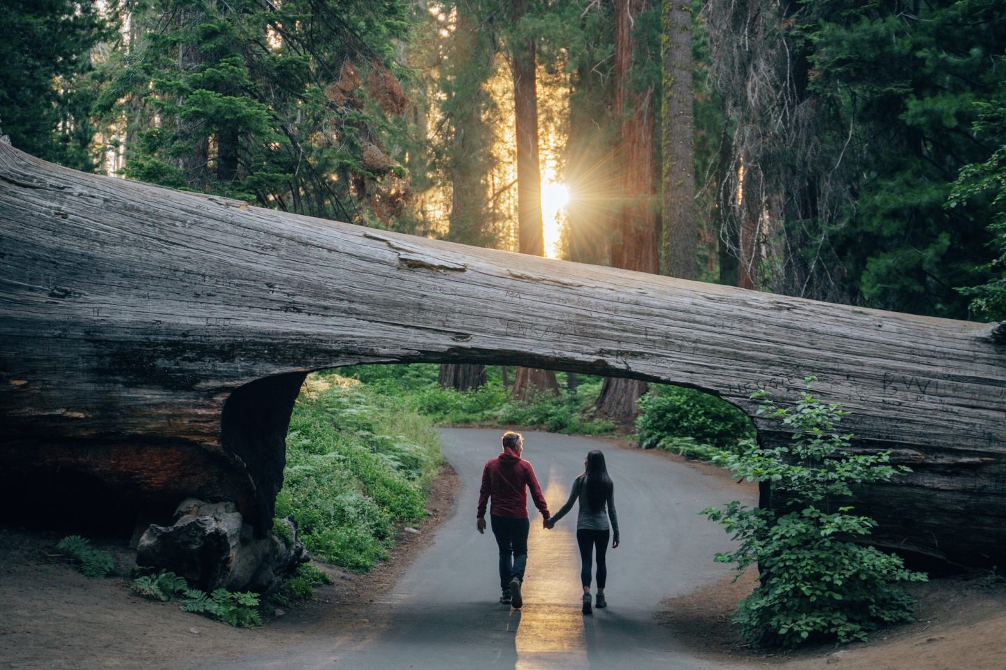 Walking through Tunnel Log - Sequoia National Park