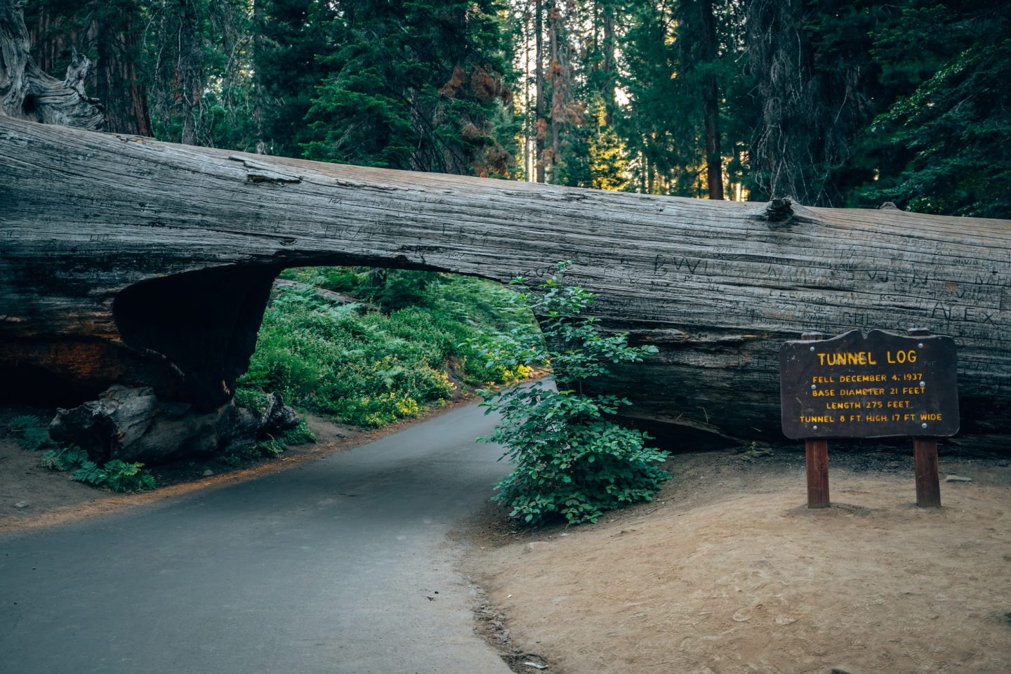 Tunnel Log Tree - Sequoia National Park