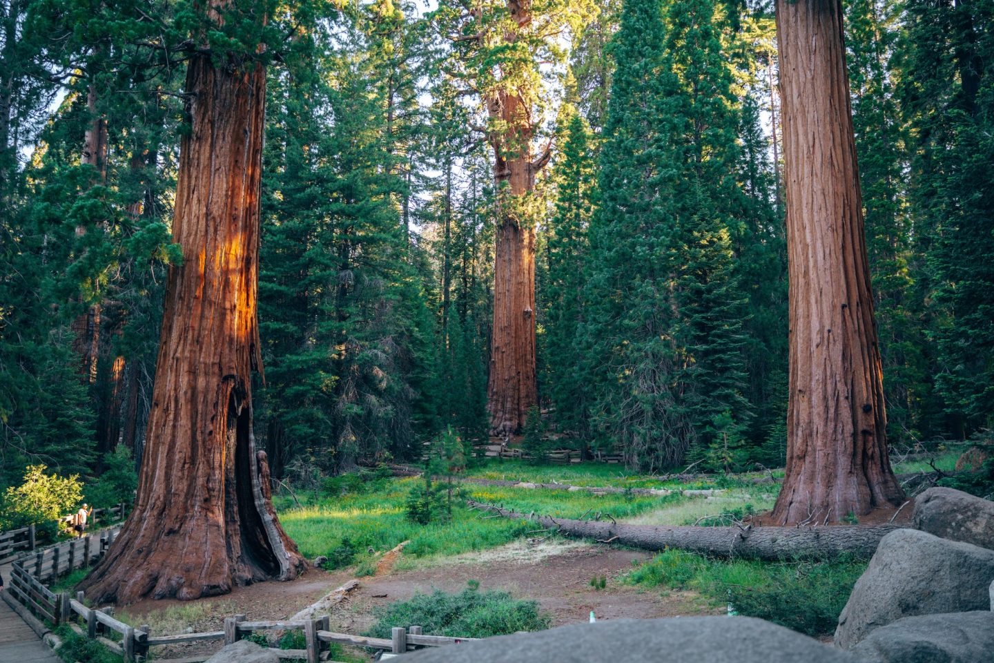 Congress Trail & General Sherman Tree - Sequoia National Park