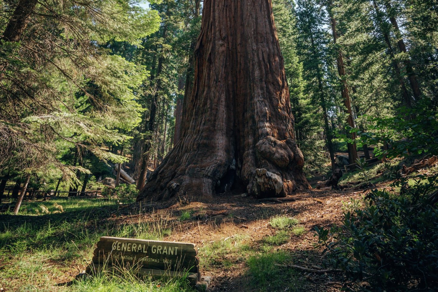 General Grant Tree - Kings Canyon National Park