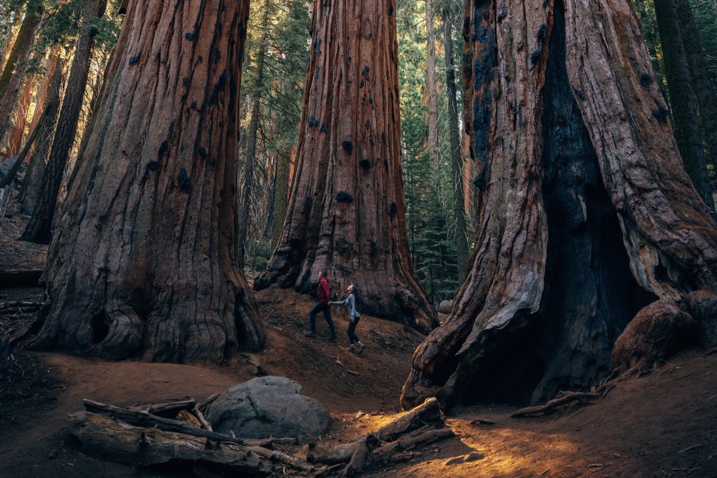 How to spend one day in Sequoia National Park