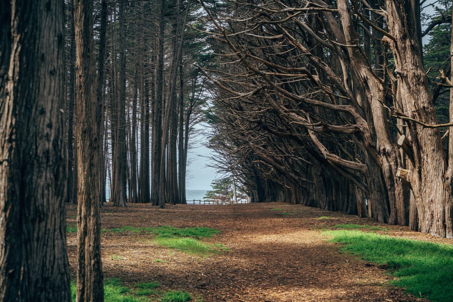 Fitzgerald Marine Reserve - Moss Beach, California