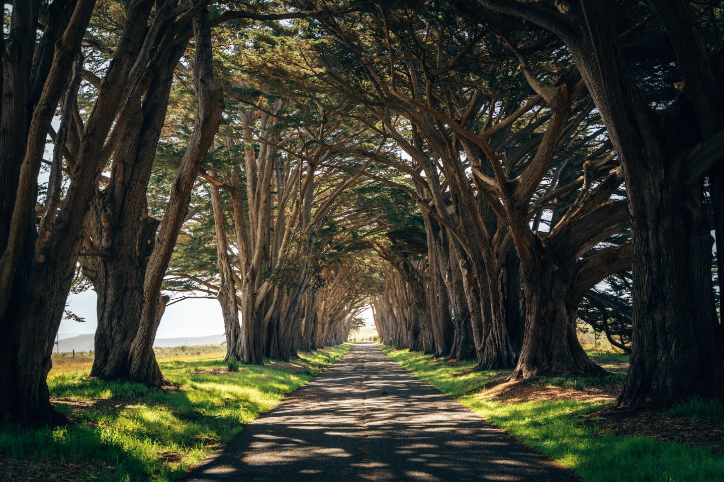 Cypress Tree Tunnel - Point Reyes National Seashore, California