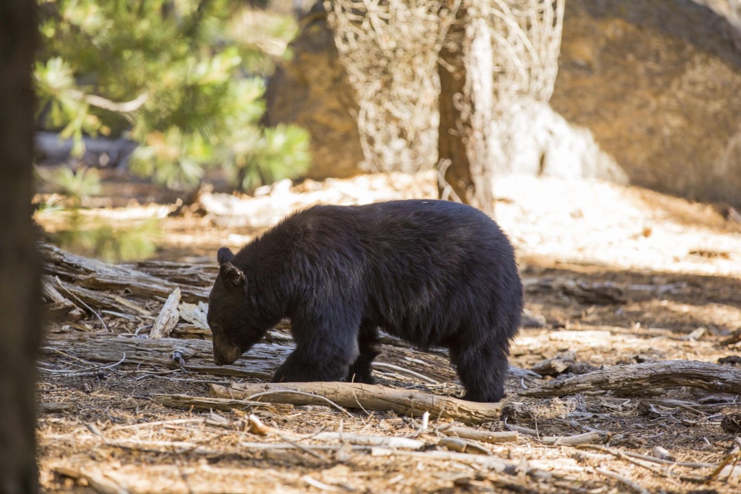 Black Bear - Sequoia National Park