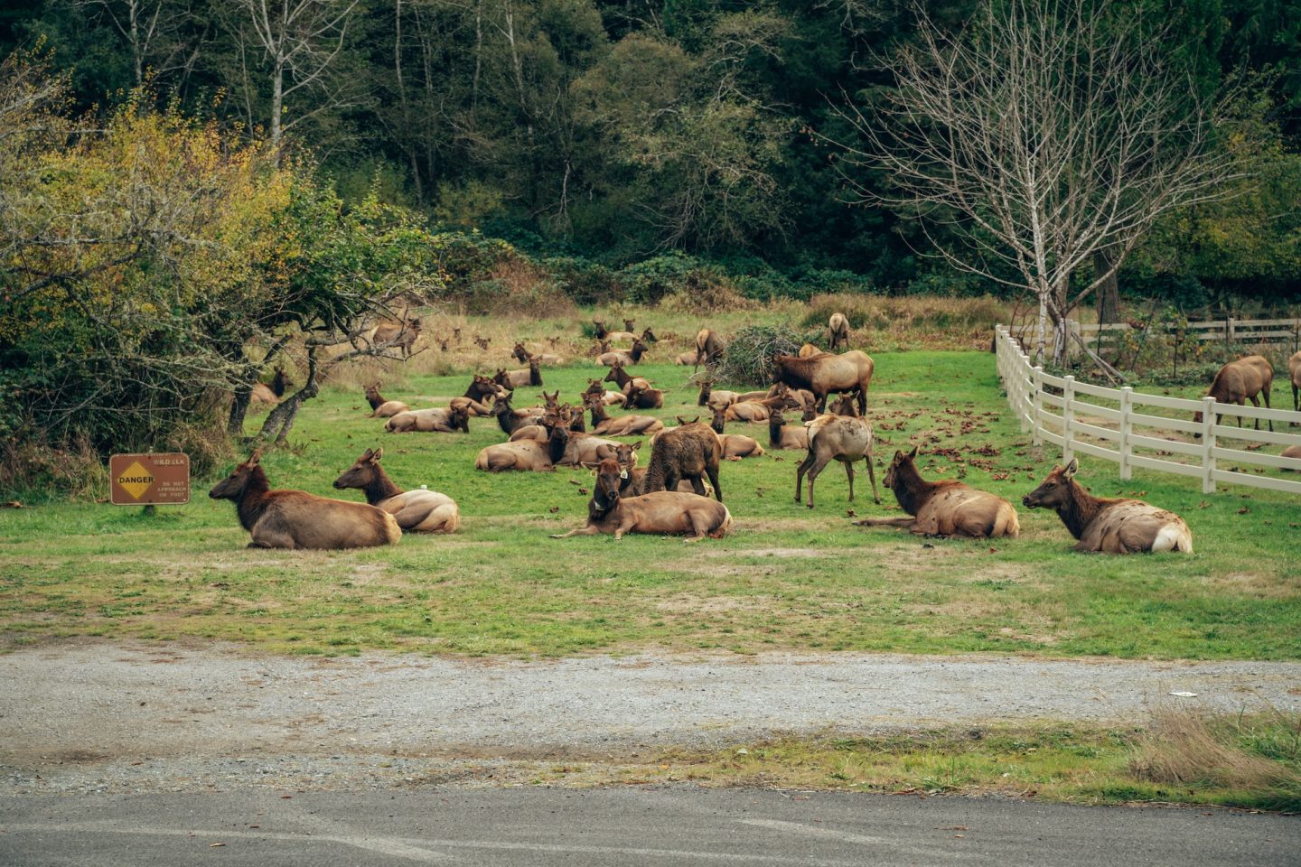 Roosevelt Elk - Prairie Creek Redwoods State Park (Redwood National Park)