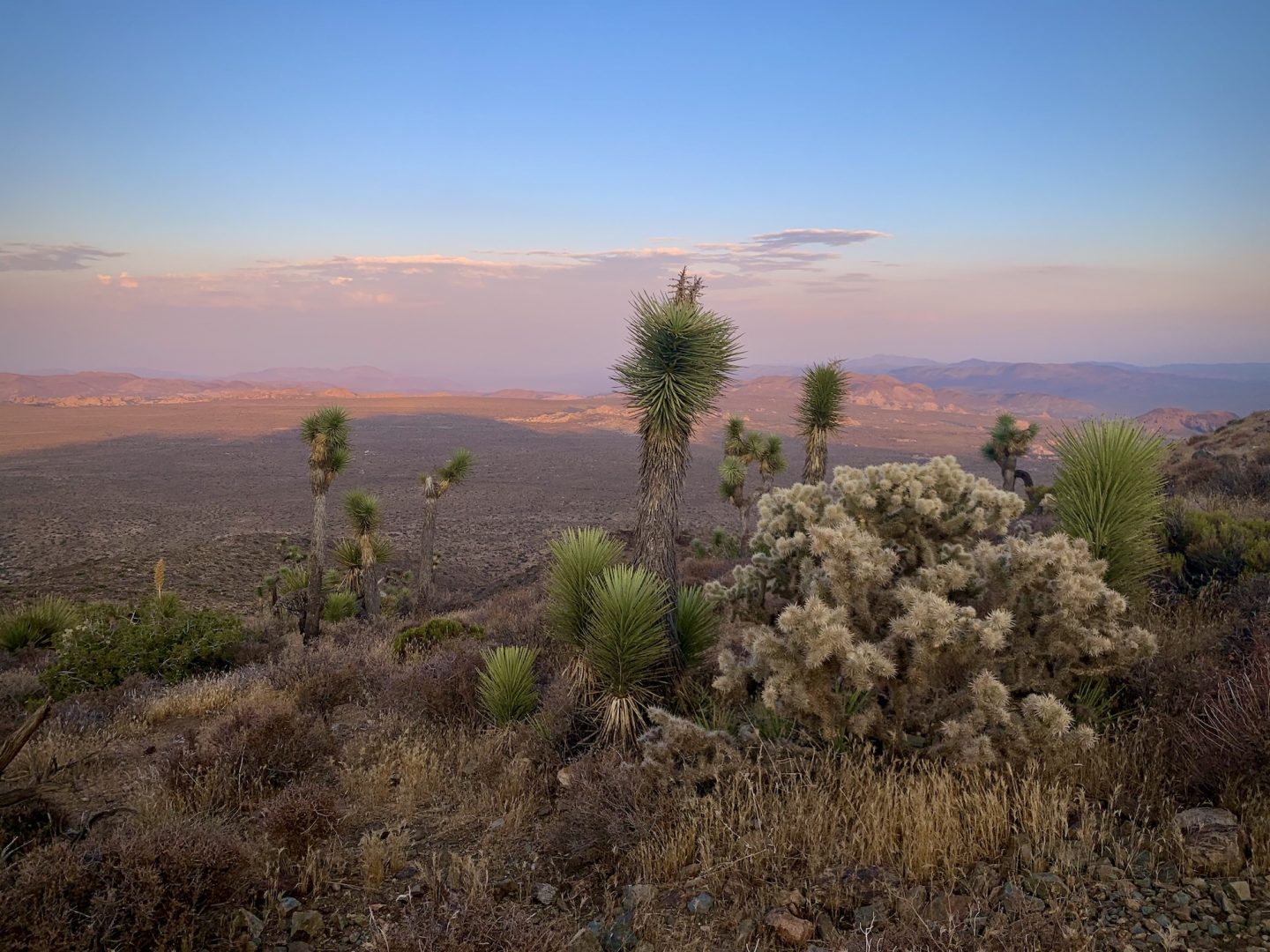 Ryan Mountain - Joshua Tree National Park