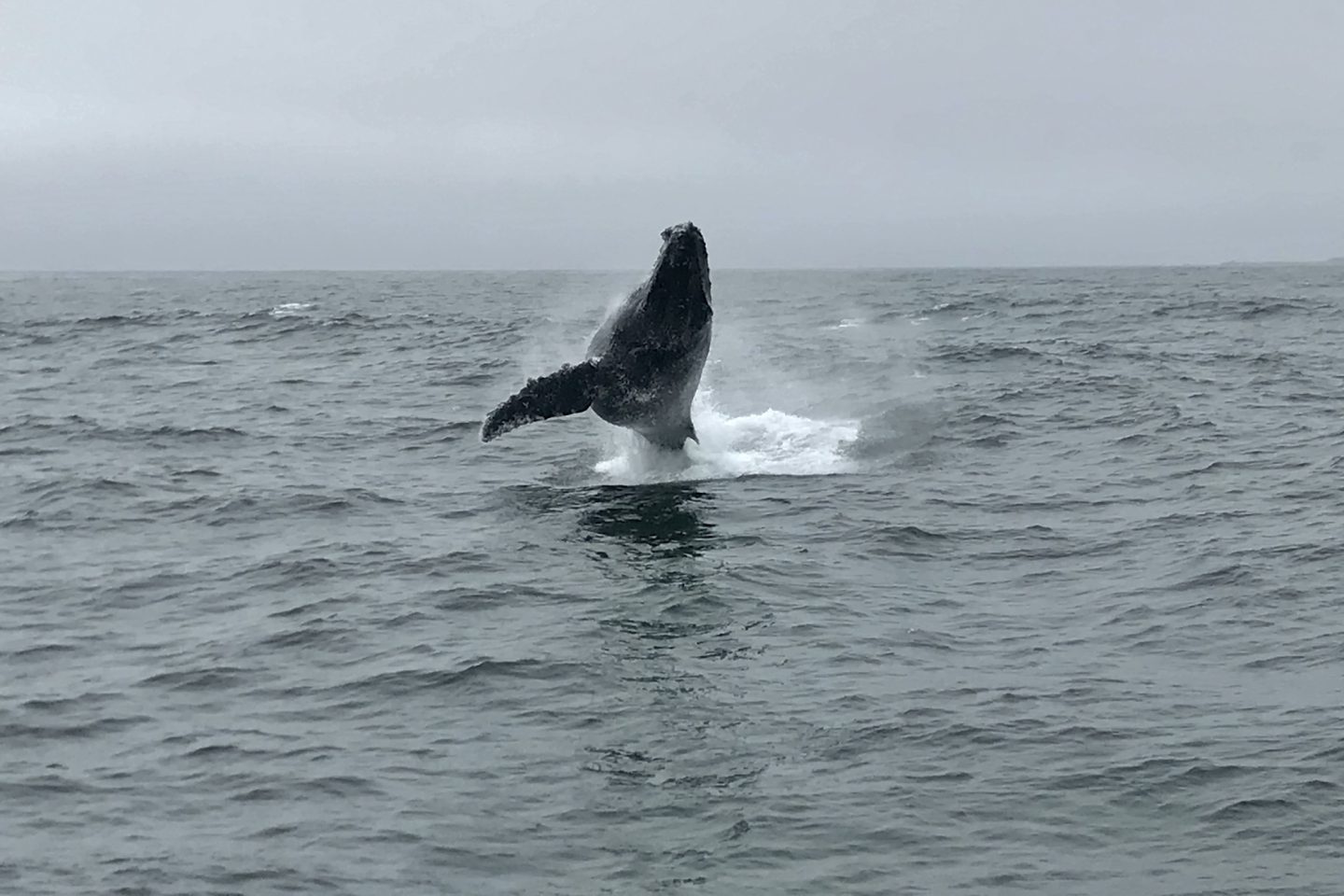 Breaching Whale - Monterey Bay