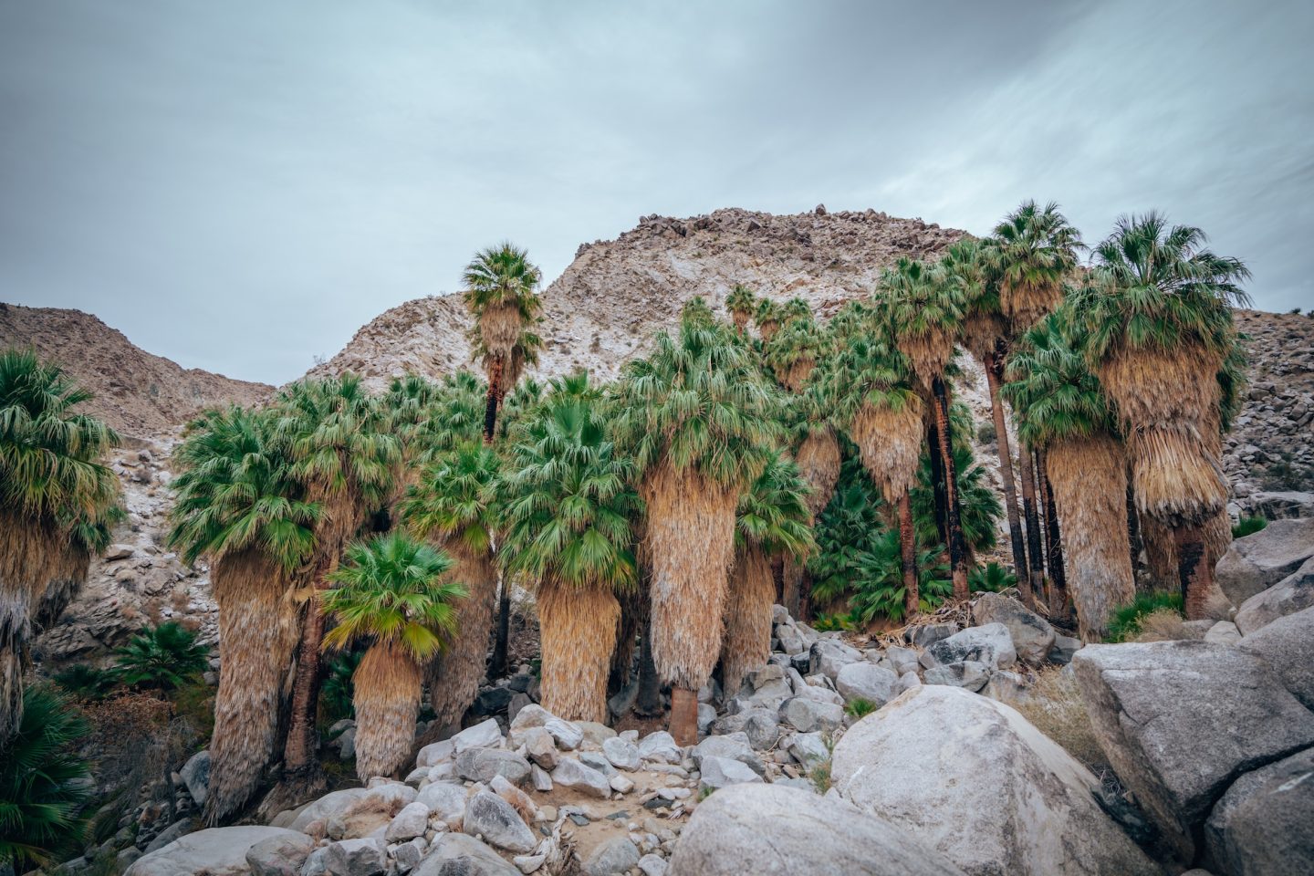 Joshua Tree National Park Map: A Guide To The Desert Landscape