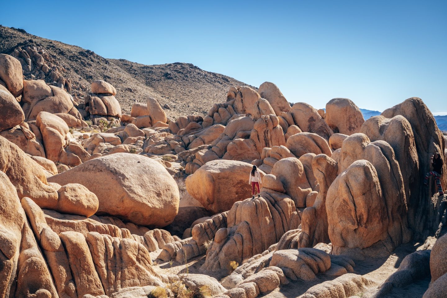 ONE DAY IN JOSHUA TREE NATIONAL PARK CALIFORNIA