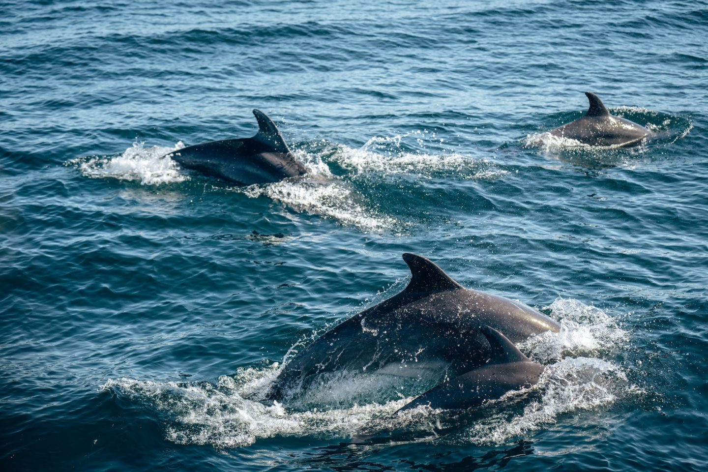 Pod of Dolphins - Ventura Coast