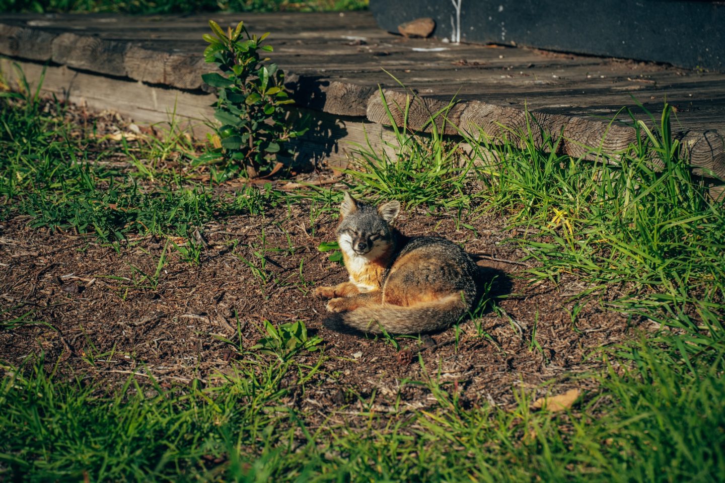 Island Fox - Santa Cruz Island, Channel Islands National Park