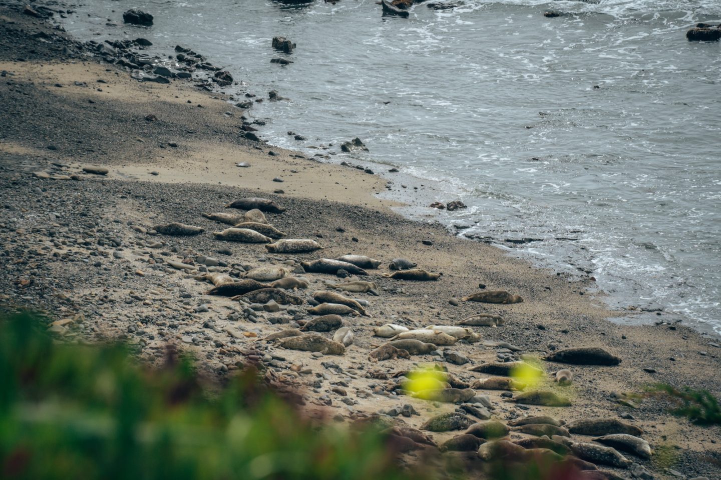 Elephant Seals - Fitzgerald Marine Reserve, Moss Beach