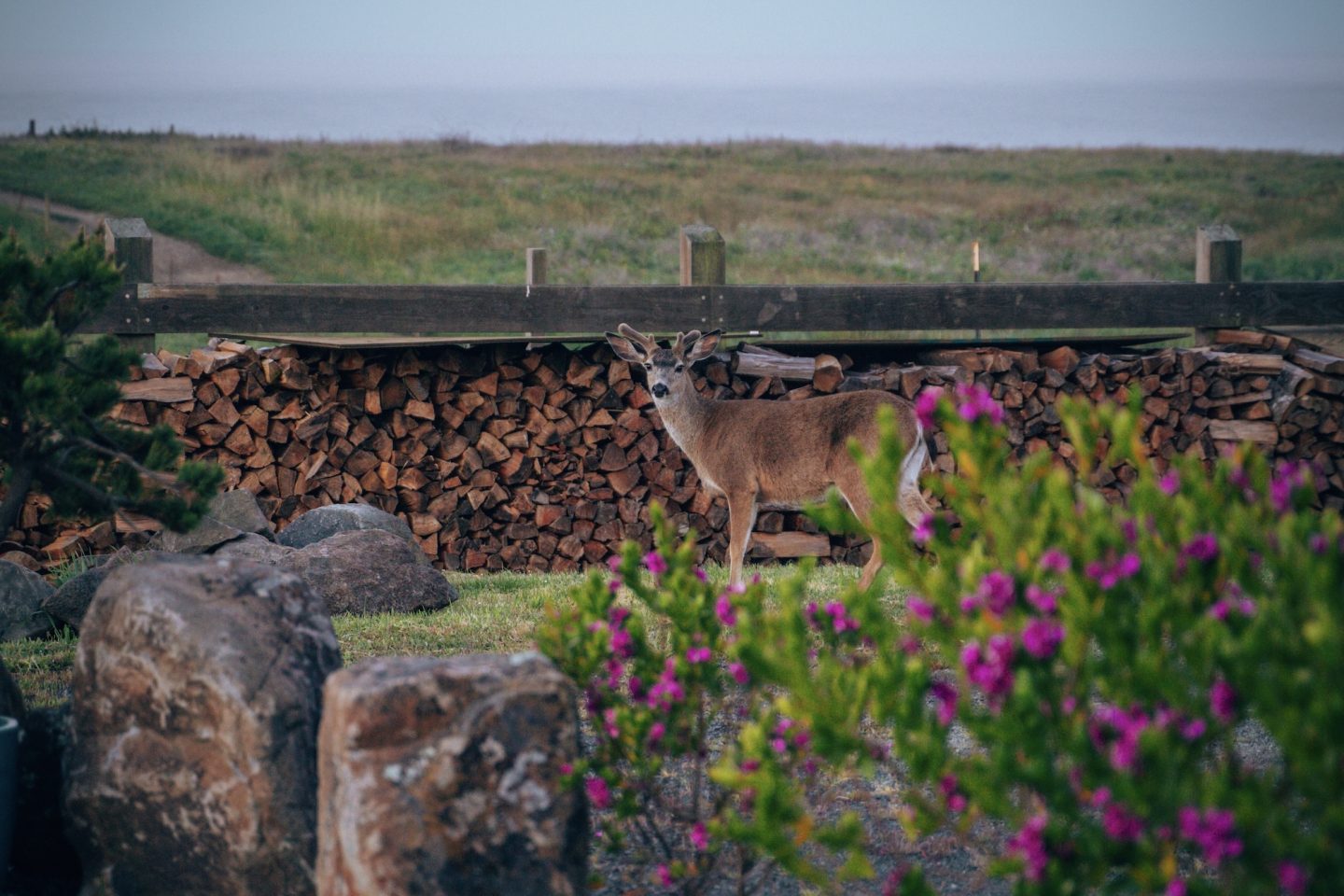 15 Places in California to see wildlife