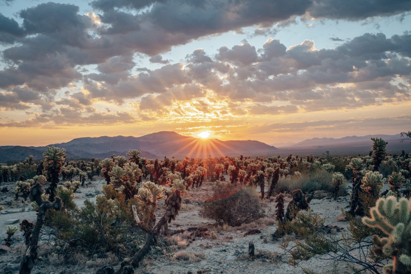 Sunrise at Cholla Cactus Garden - Joshua Tree National Park