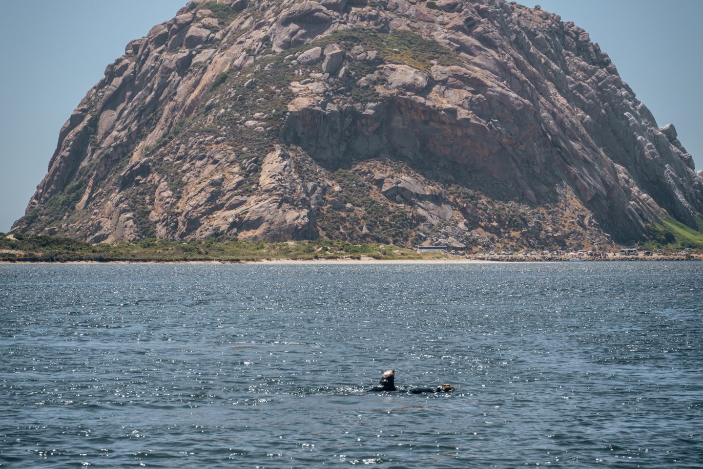 Sea Otter - Morro Bay, California