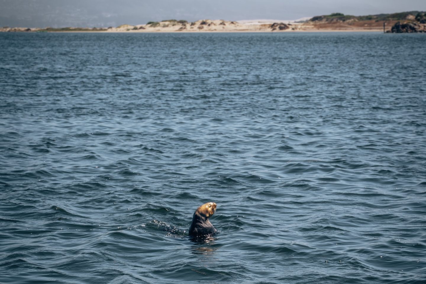 Sea Otter - Central Coast, California