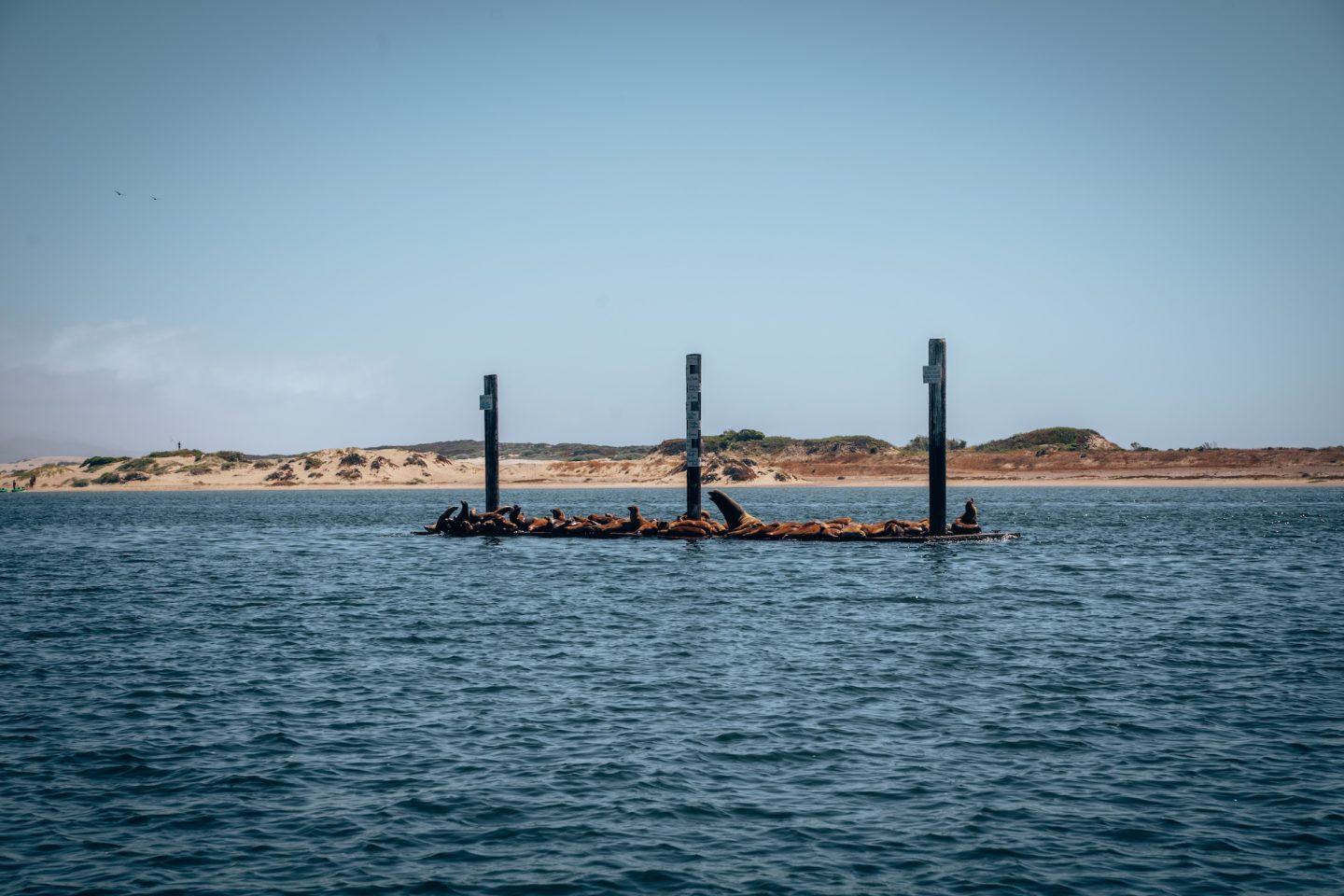 Sea Lions - Morro Bay