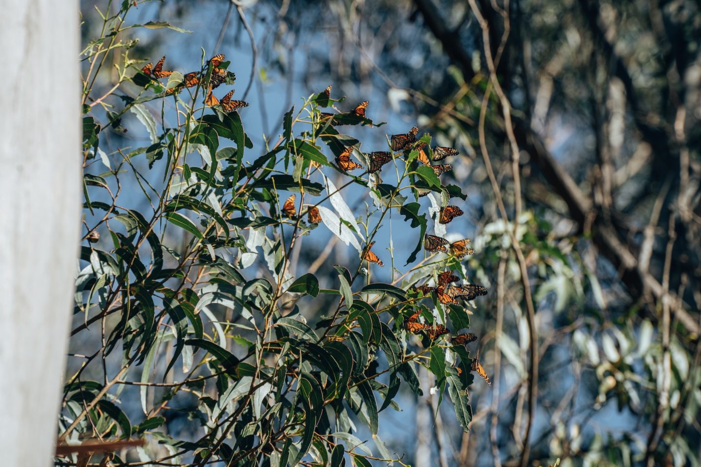 Monarch Butterflies - Natural Bridges State Beach, Santa Cruz