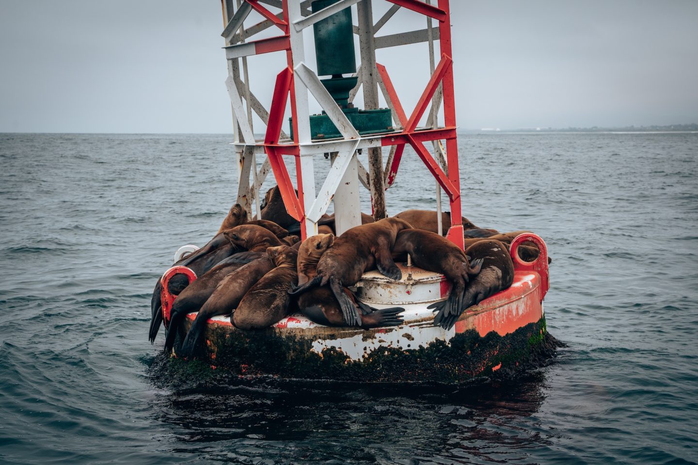 Harbor Sea Lions on buoy - Oceanside