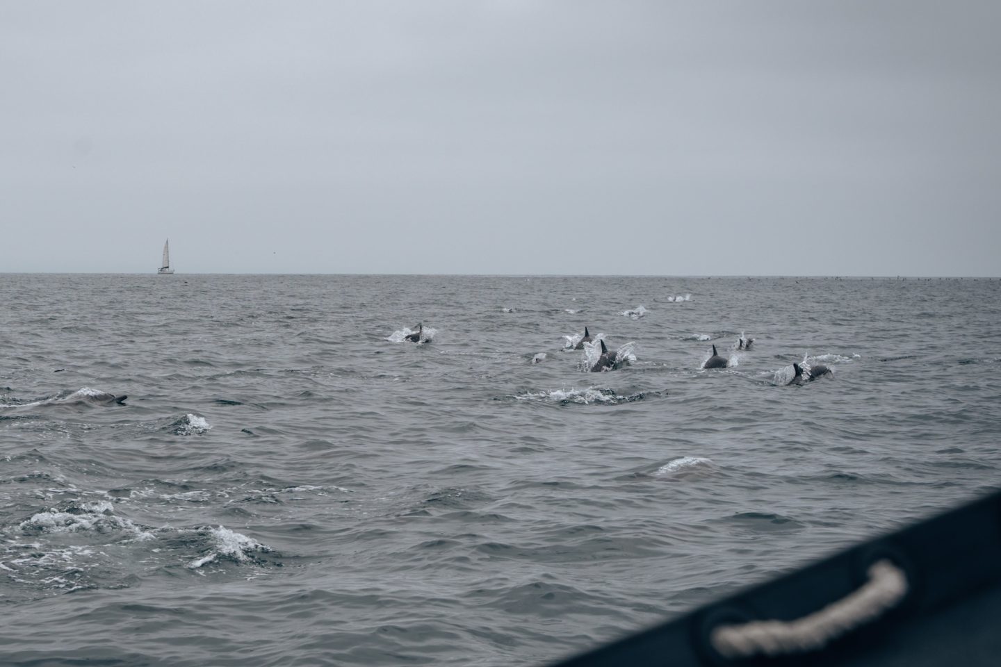 Pod of dolphins - Oceanside