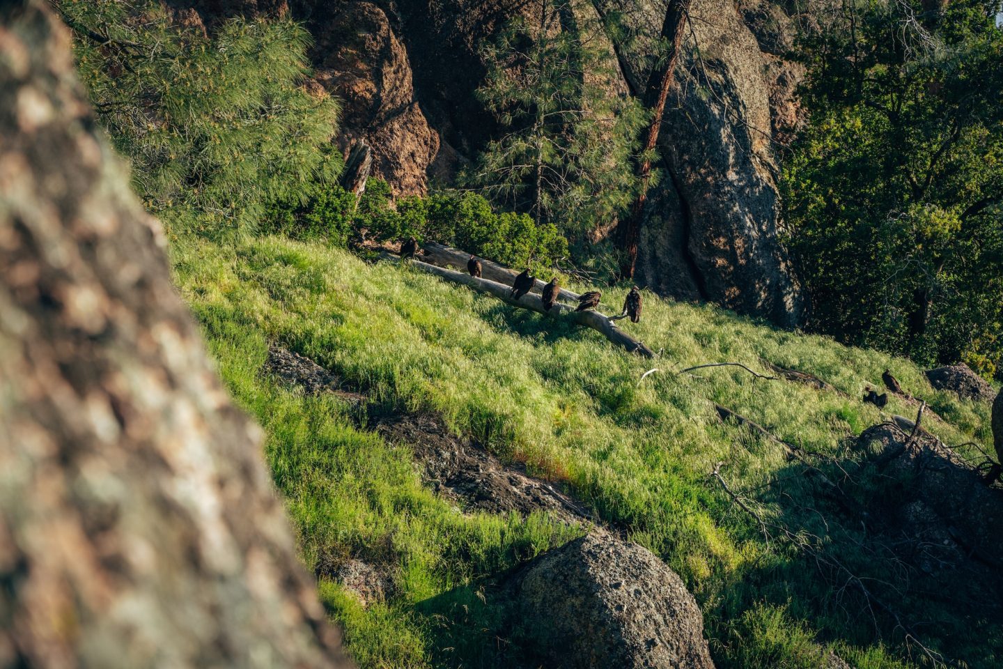 California Turkey Voltures - Pinnacles National Park