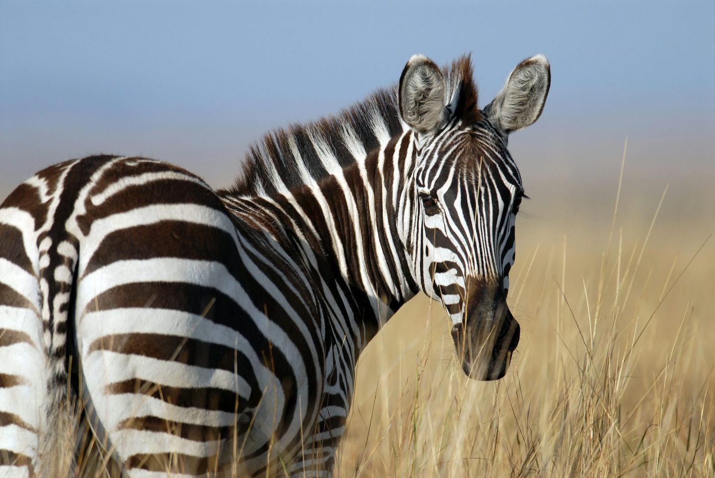 Zebra - Hearst Castle, San Simeron