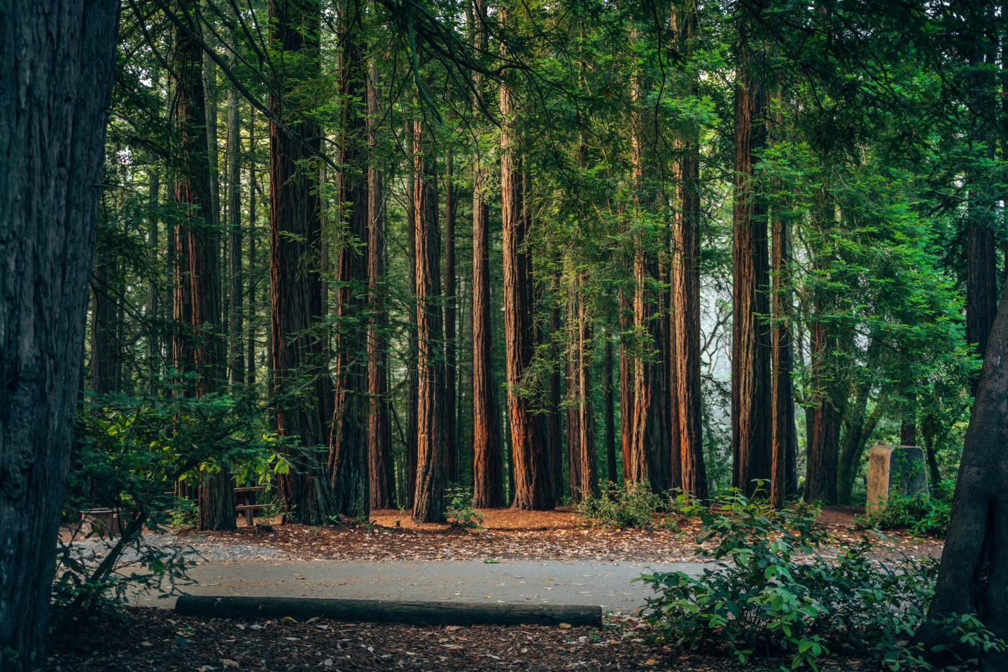 CAMPING AT MOUNT MADONNA COUNTY PARK WITH THE GHOSTS OF THE MILLER ESTATE