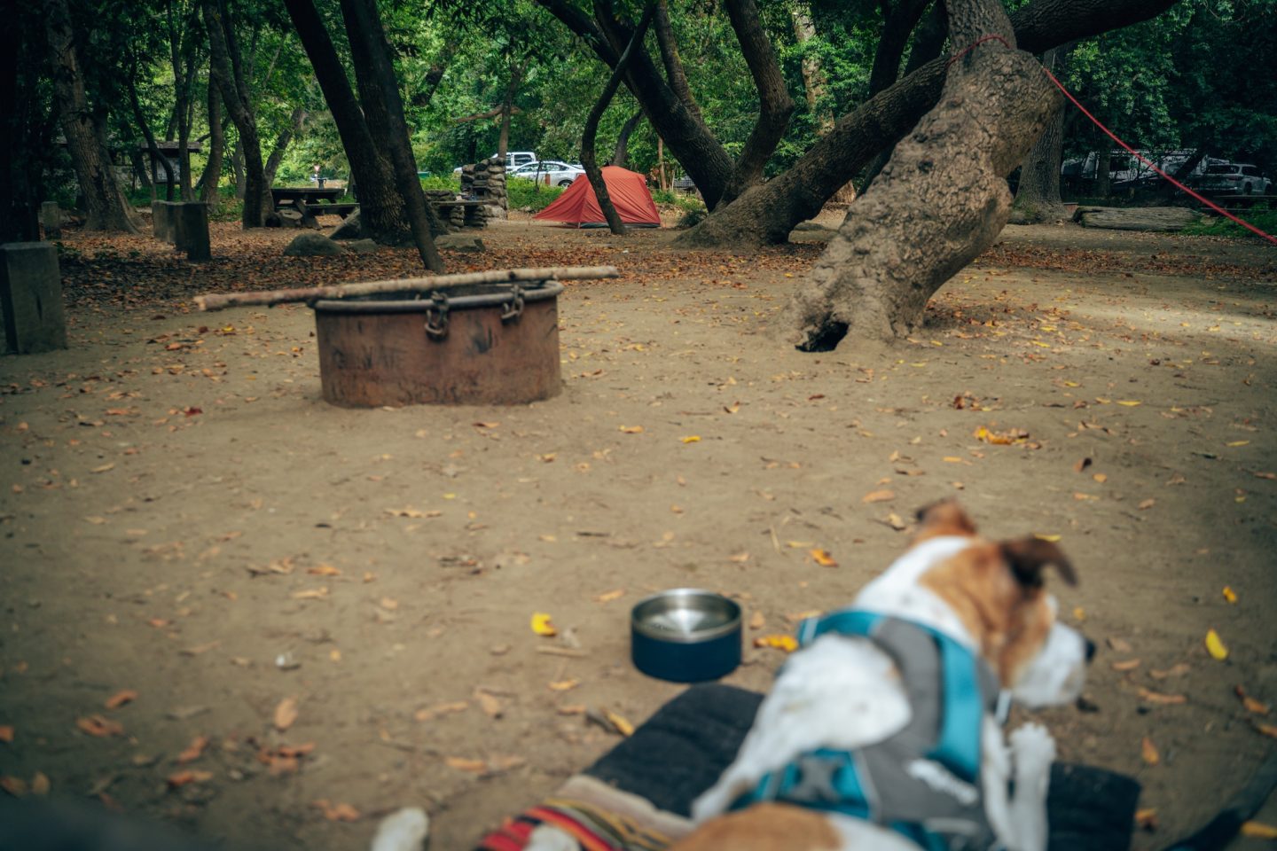 Dog-Friendly Pfeiffer Big Sur Campground - Pfeiffer Big Sur State Park