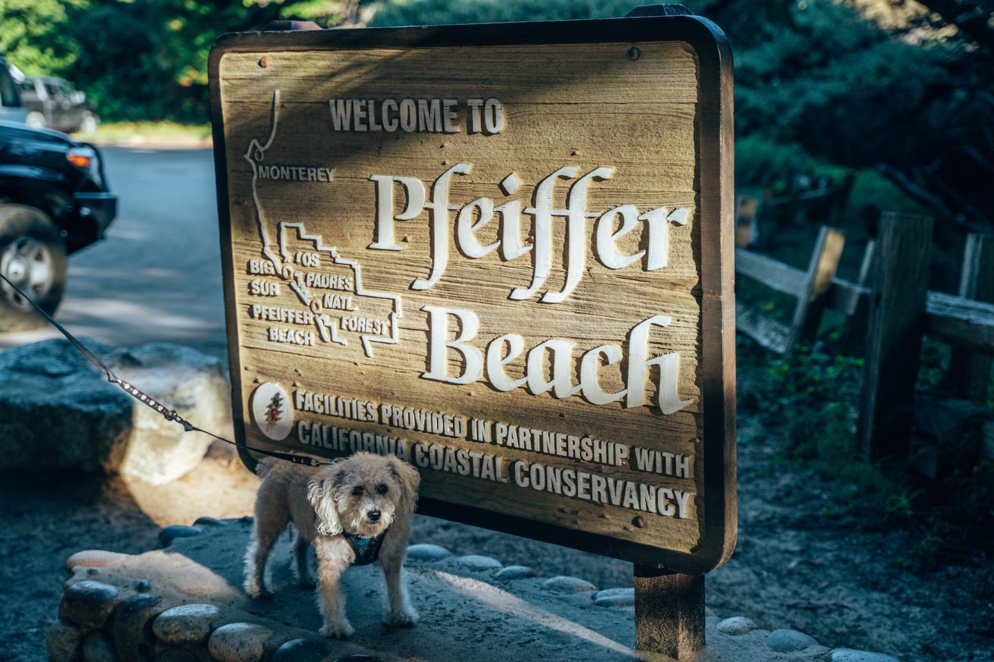 Dogs at Pfeiffer Beach - Big Sur, California