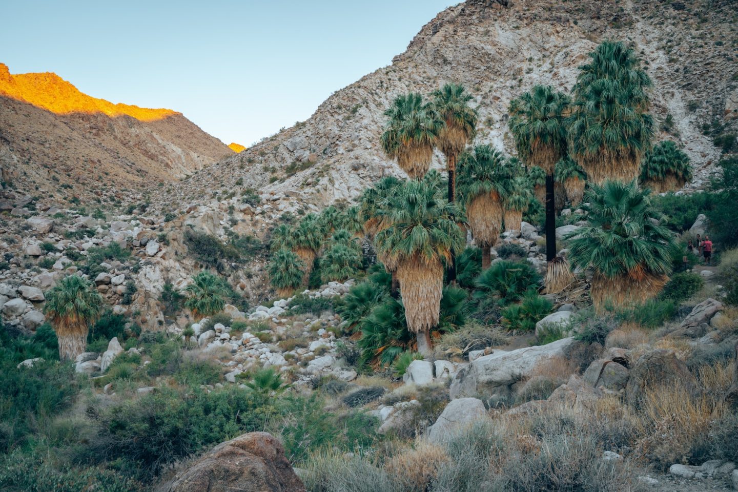 Fortynine Palms Oasis (for example) - Joshua Tree National Park, California
