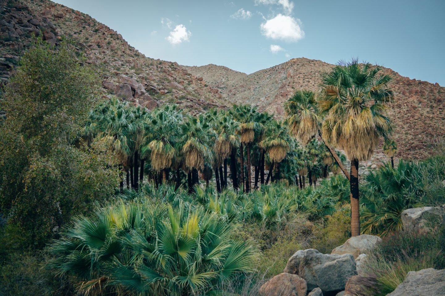 Borrego Palm Canyon Oasis - Anza Borrego Desert State Park, California