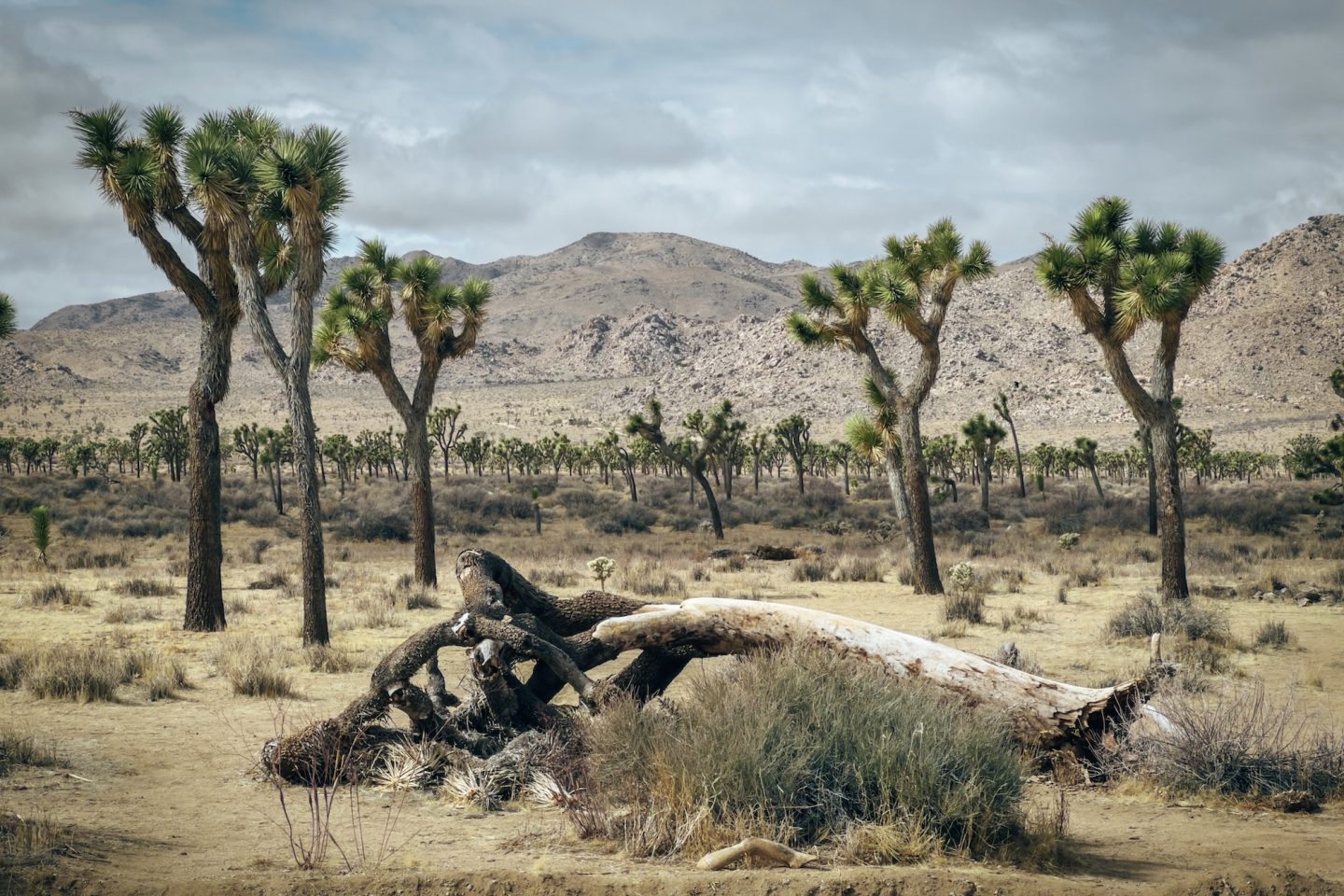 Joshua Tree National Park - California