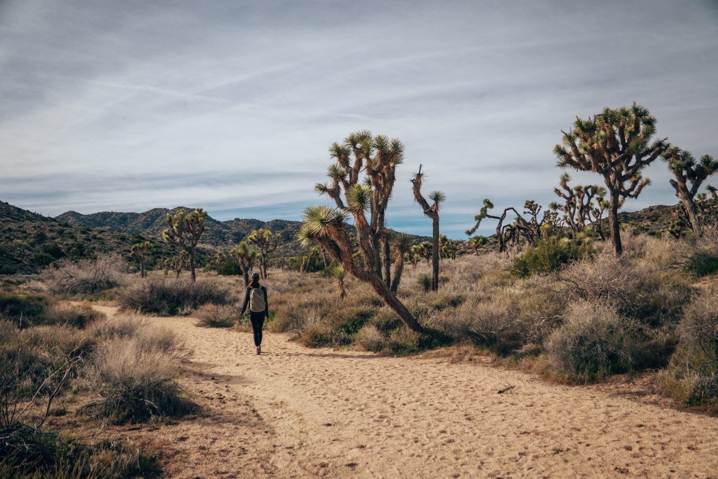 Black Rock Canyon Trail - Joshua Tree National Park, California