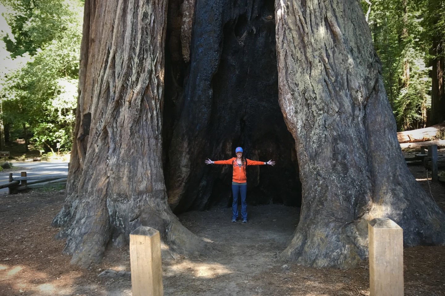 Big Basin Redwoods State Park - Boulder Creek, California