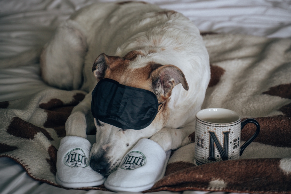 Dog-friend accommodations at Nicholson House