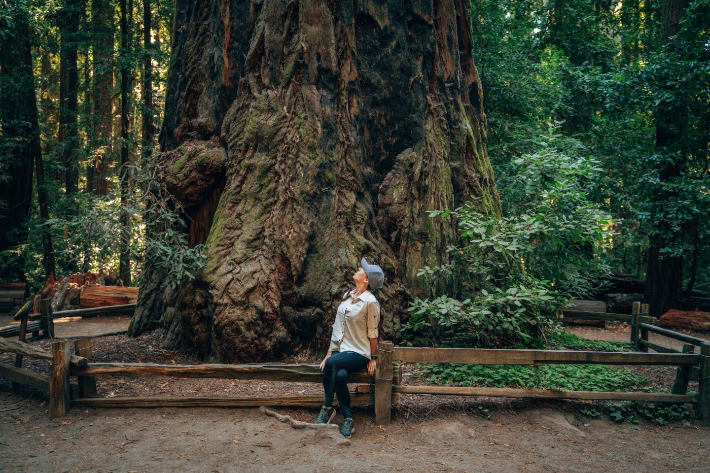 Redwood Grove - Henry Cowell Redwoods State Park