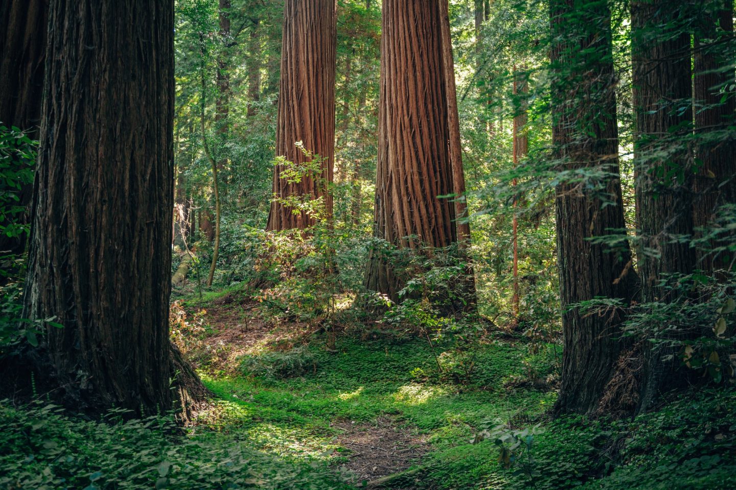 Henry Cowell Redwoods State Park - Felton, California