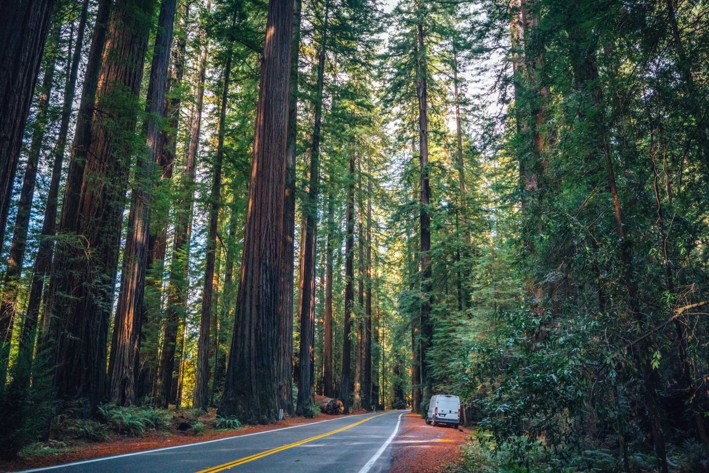The Avenue of Giants - Humboldt County