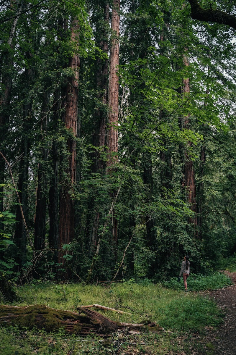 Redwood hiking trail in Napa - Bothe-Napa Valley State Park