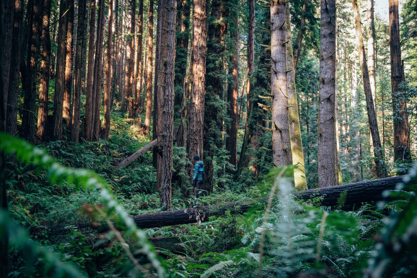 Stillwater Cove Regional Park - Jenner