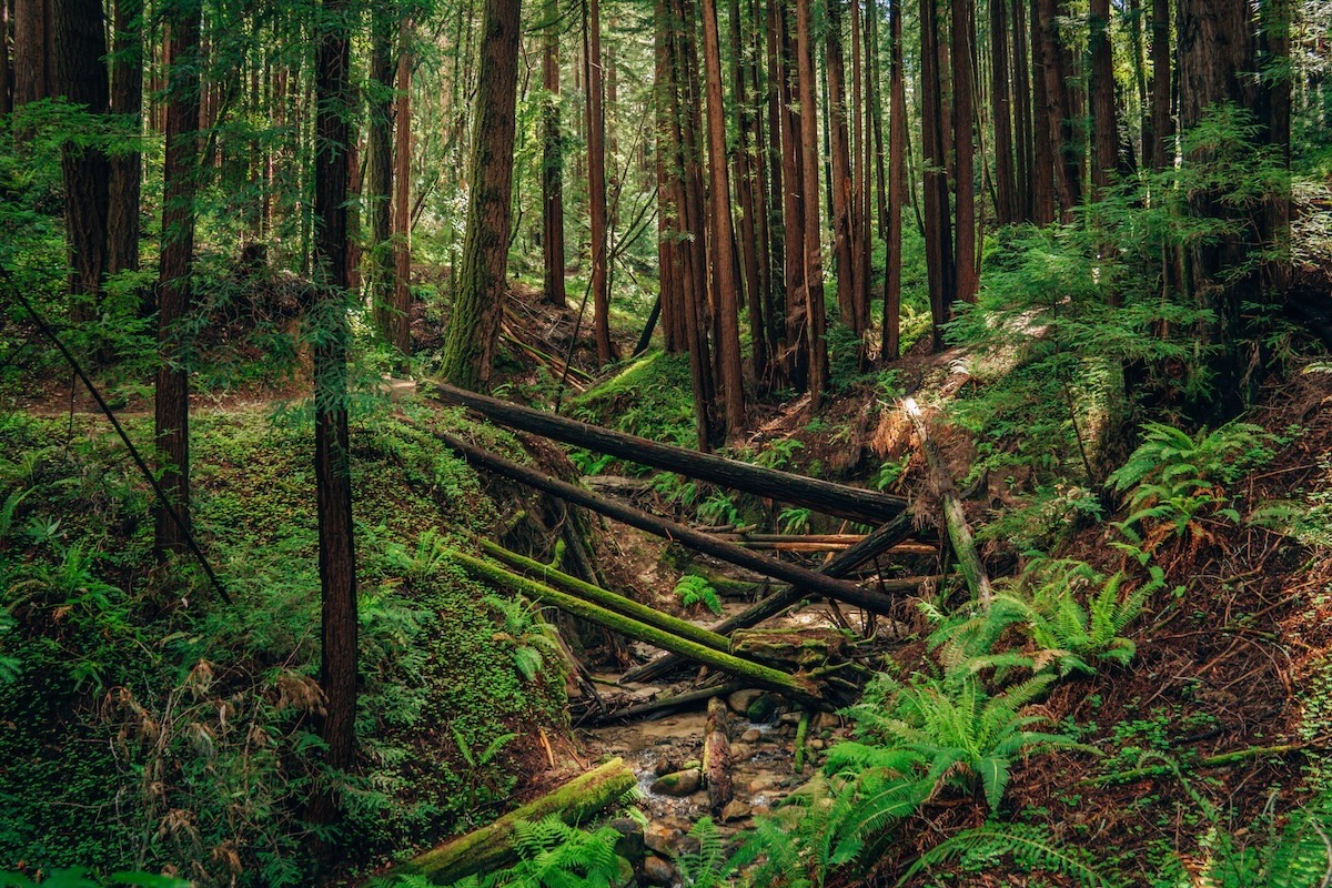 Hike at Henry Cowell Redwoods SP