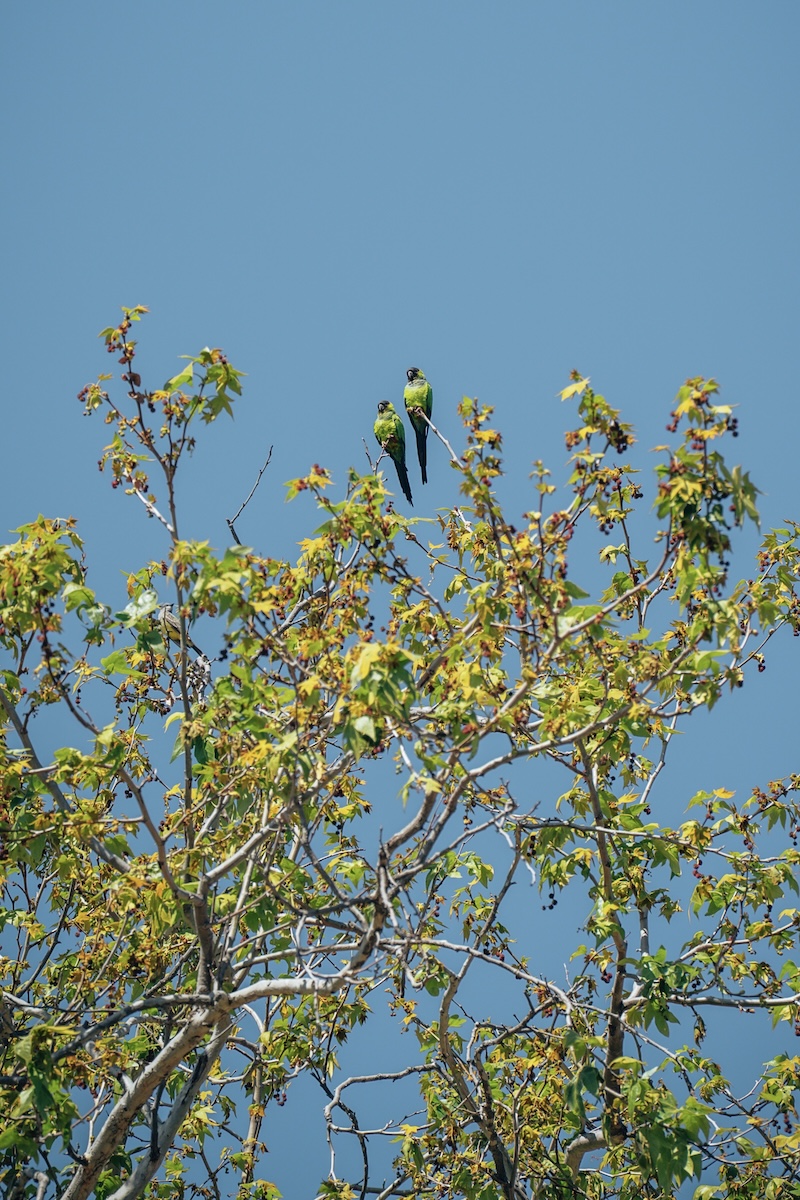 Nanday parakeets at Leo Carrillo SP Campground