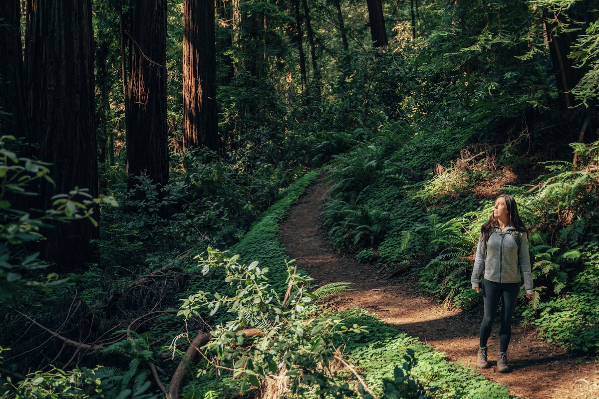 Stunning redwood hike at Mount Madonna