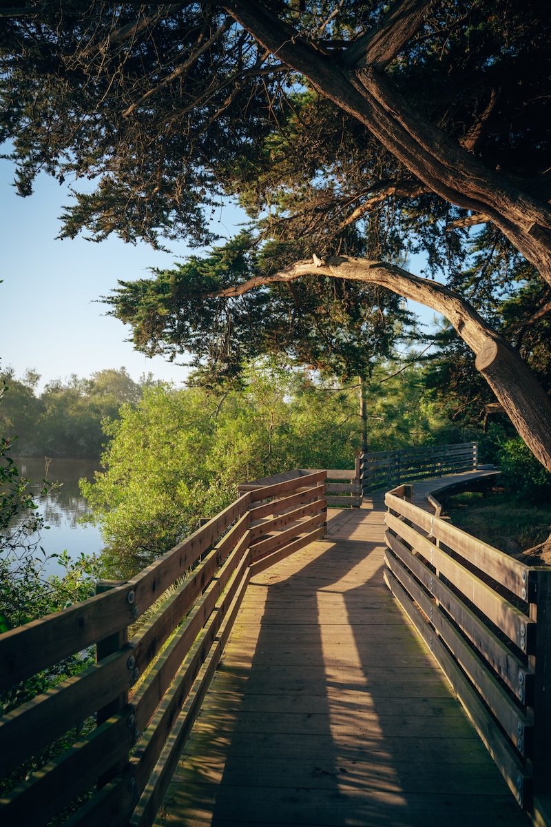 Stroll around the pond at Pismo State Beach