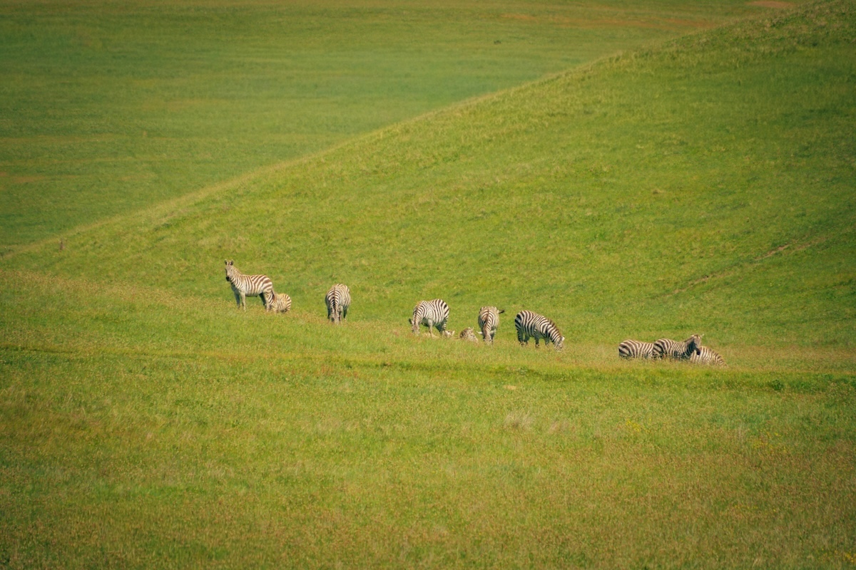 Free-roaming zebras | Highway 1 - San Simeon, Central Coast