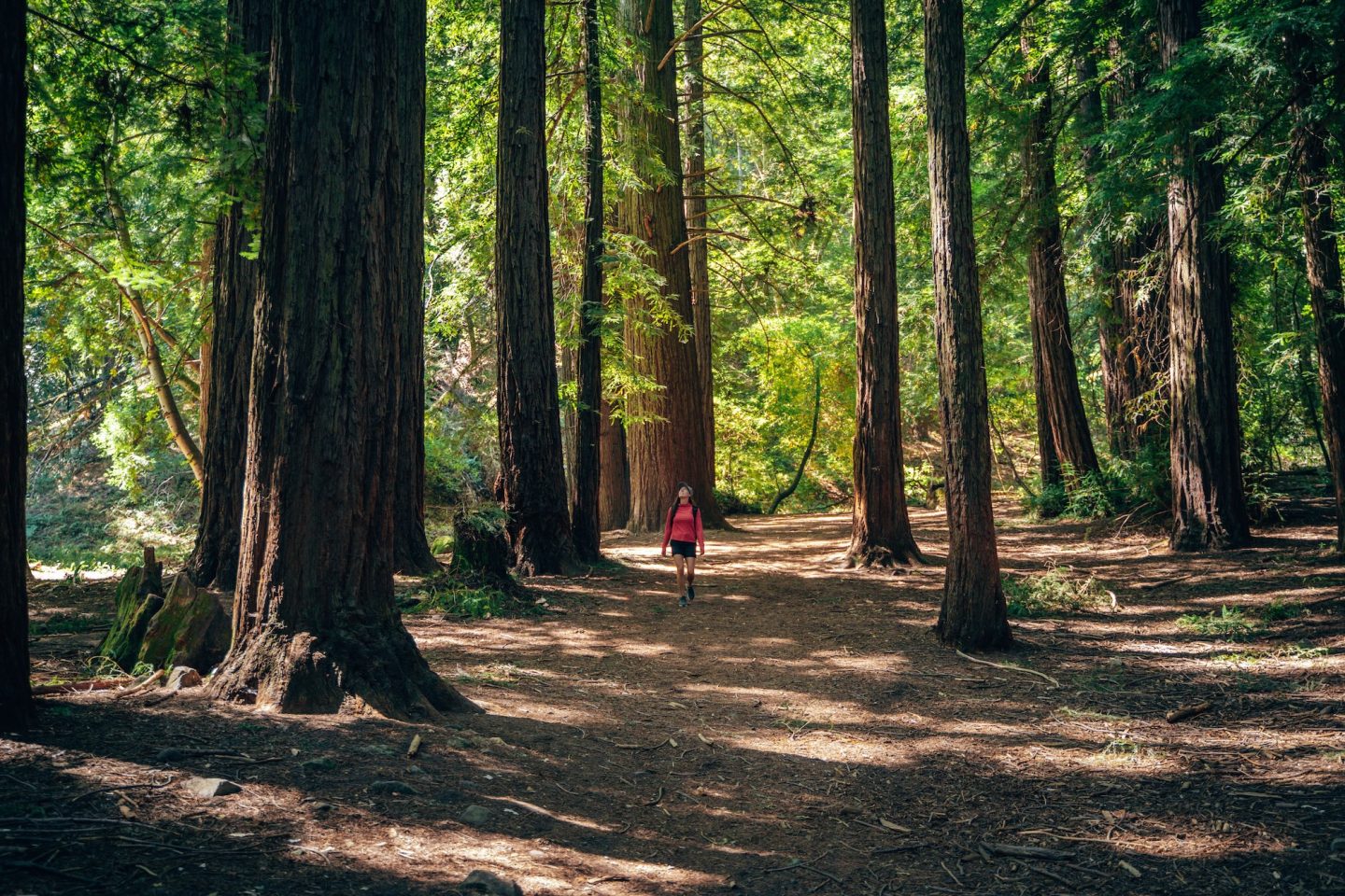 San Andreas Nature Trail - Sanborn County Park, Santa Clara County