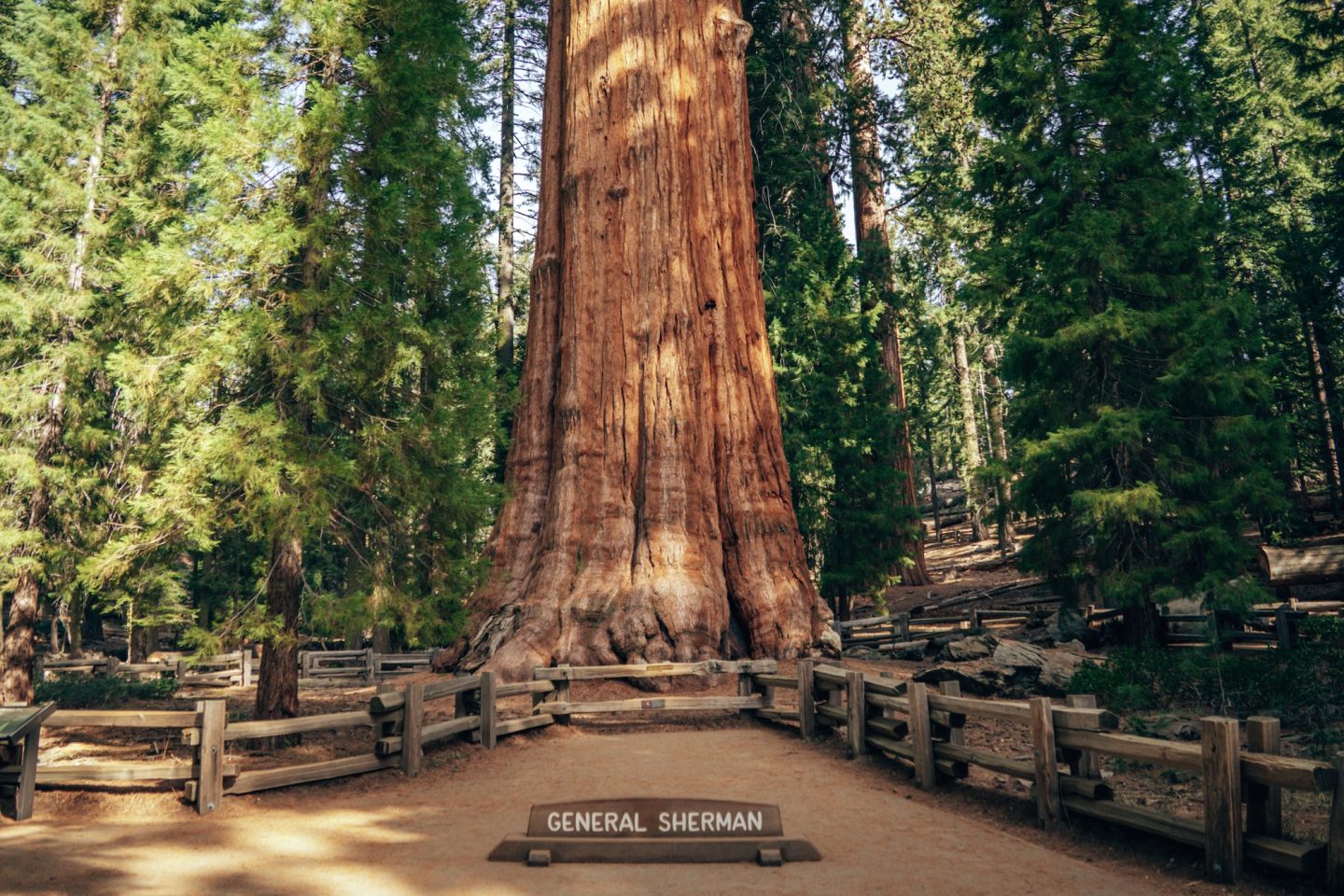 General Sherman Tree - Sequoia National Park