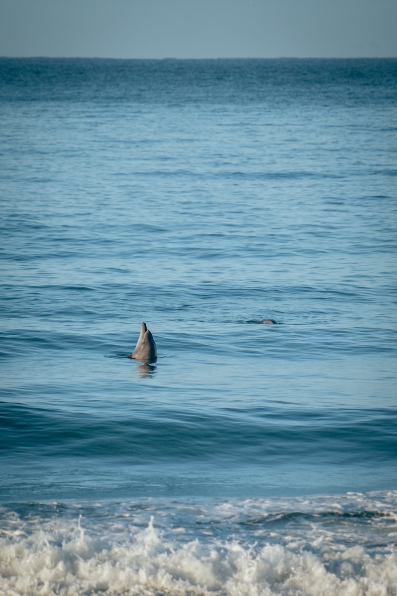Spot dolphins from your campsite!