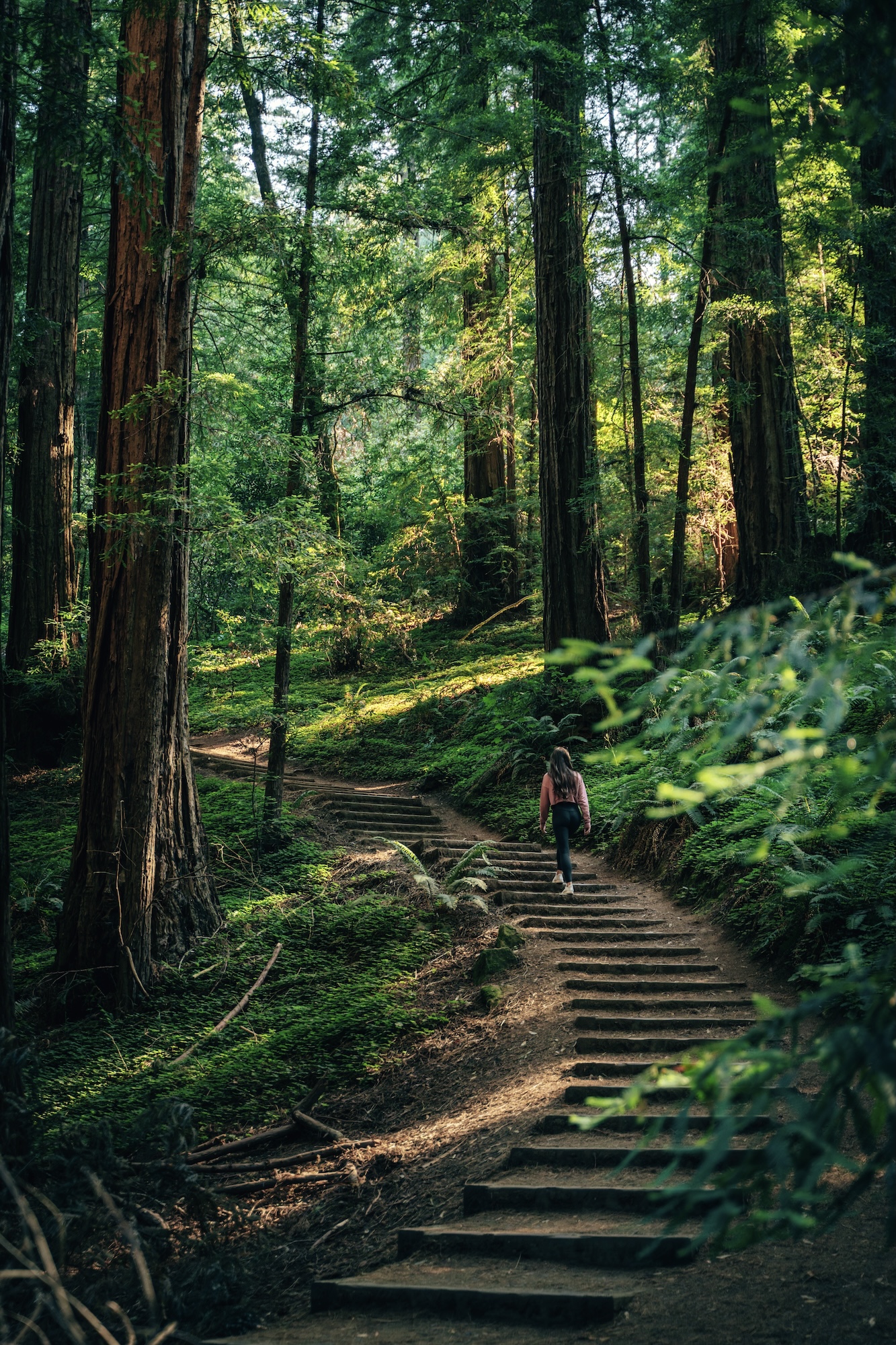 Muir Main Trail - Muir Woods National Monument